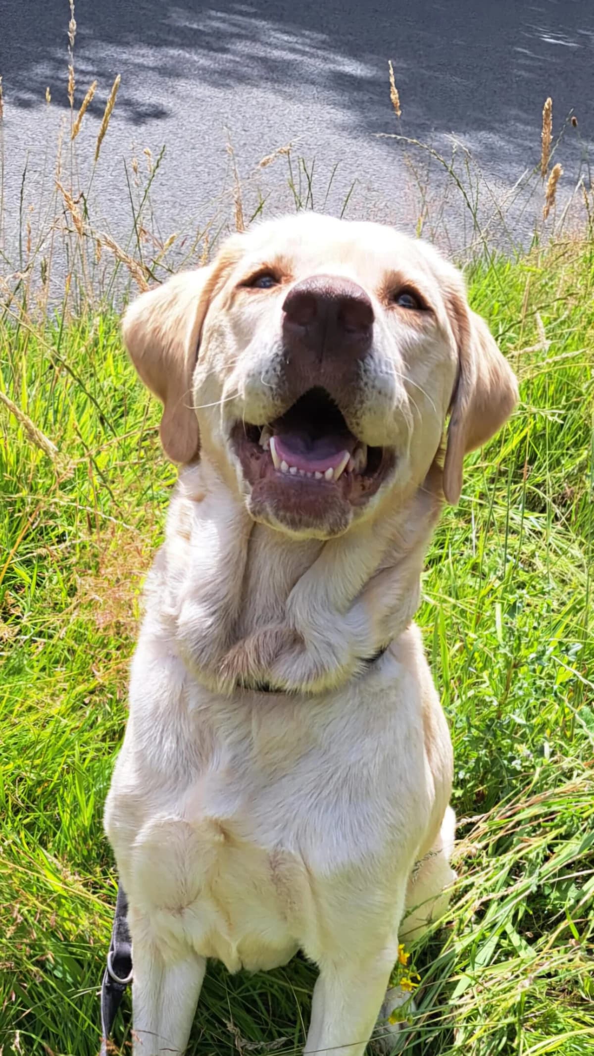 Nala, female 6yo Labrador Retriever for adoption at Dierentehuis Zeist, AA Austerlitz