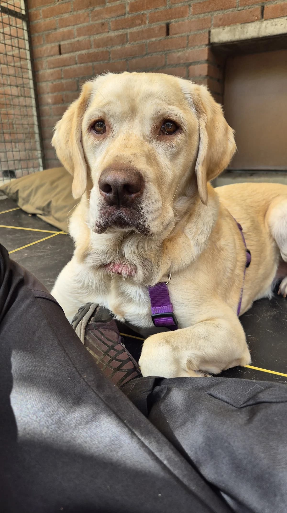 Nala, female Labrador Retriever for adoption at Dierentehuis Zeist — photo 3 of 5