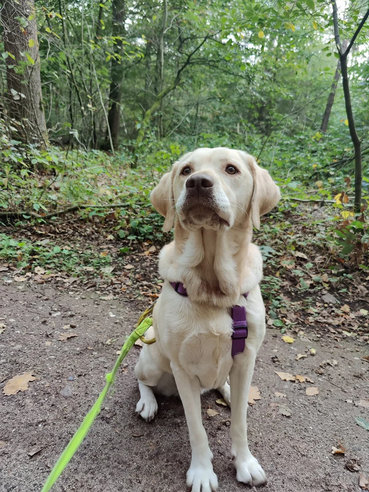 Nala, female Labrador Retriever for adoption at Dierentehuis Zeist — photo 4 of 5