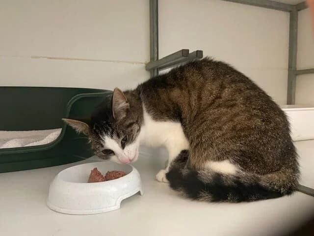 Neo, female puppy European Shorthair for adoption at Dierentehuis Zeist, AA Austerlitz