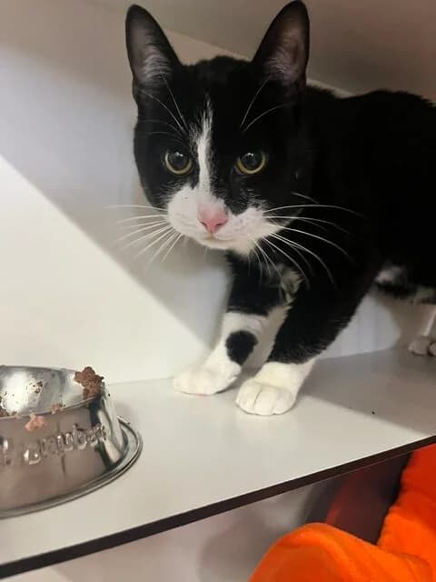Nicky, male 4yo European Shorthair for adoption at Dierentehuis Zeist, AA Austerlitz