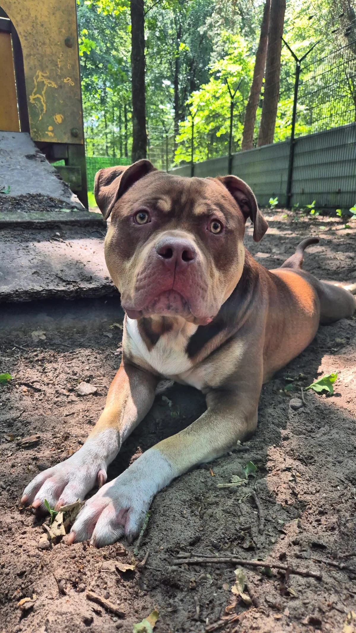 Pablo, male young American Bully for adoption at Dierentehuis Zeist, AA Austerlitz