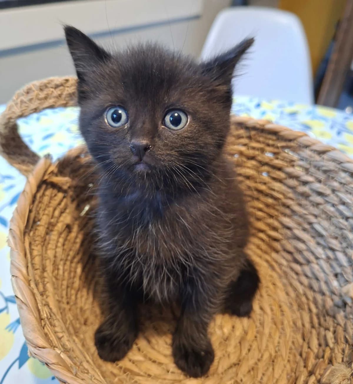 Pallas is geadopteerd, female puppy European Shorthair for adoption at Dierentehuis Zeist, AA Austerlitz