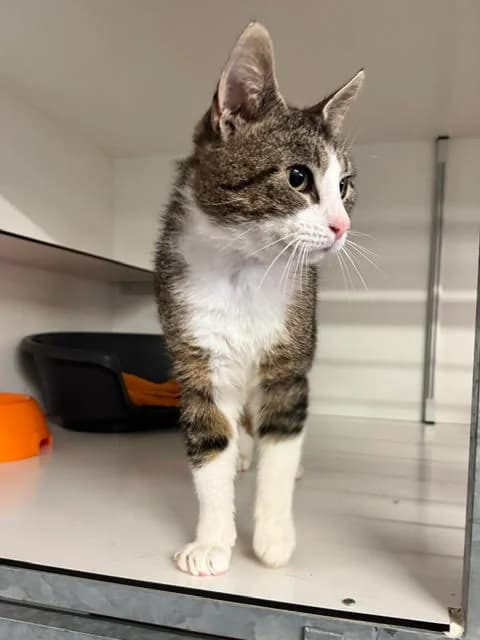 Pieter, male 4yo European Shorthair for adoption at Dierentehuis Zeist, AA Austerlitz