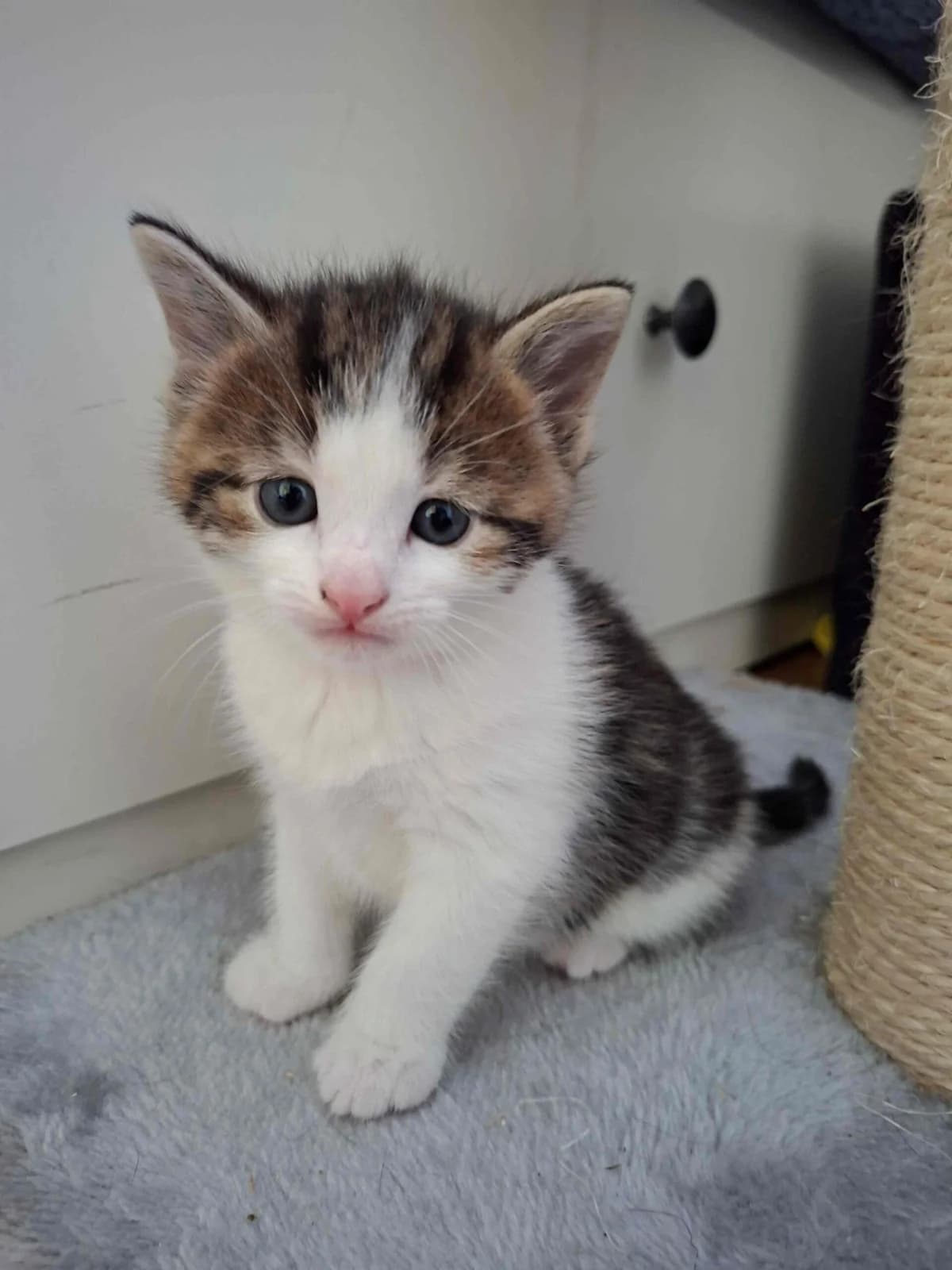 Prius is geadopteerd, grijs male puppy European Shorthair for adoption at Dierentehuis Zeist, AA Austerlitz