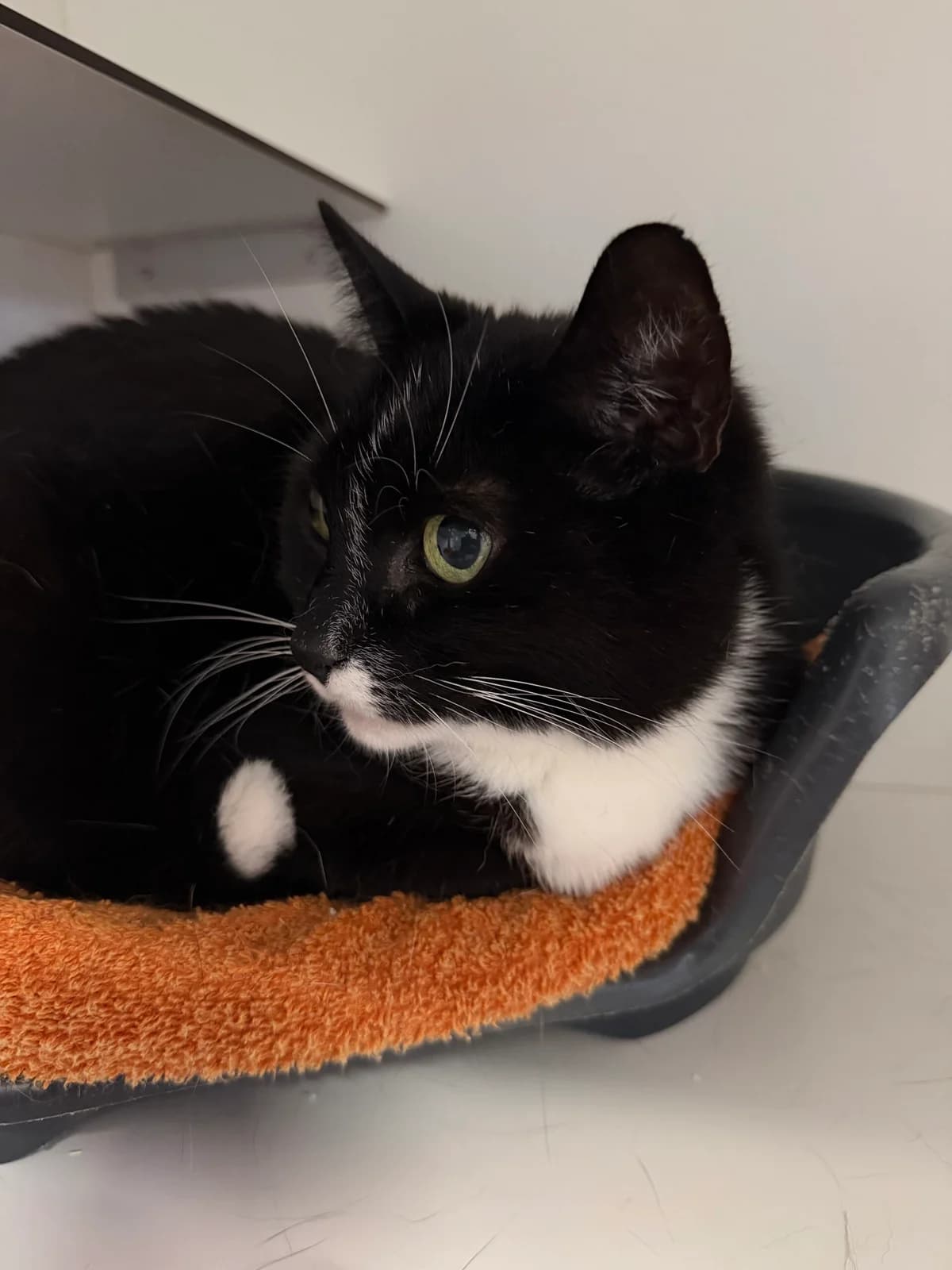 Punt, male European Shorthair for adoption at Dierentehuis Zeist, AA Austerlitz