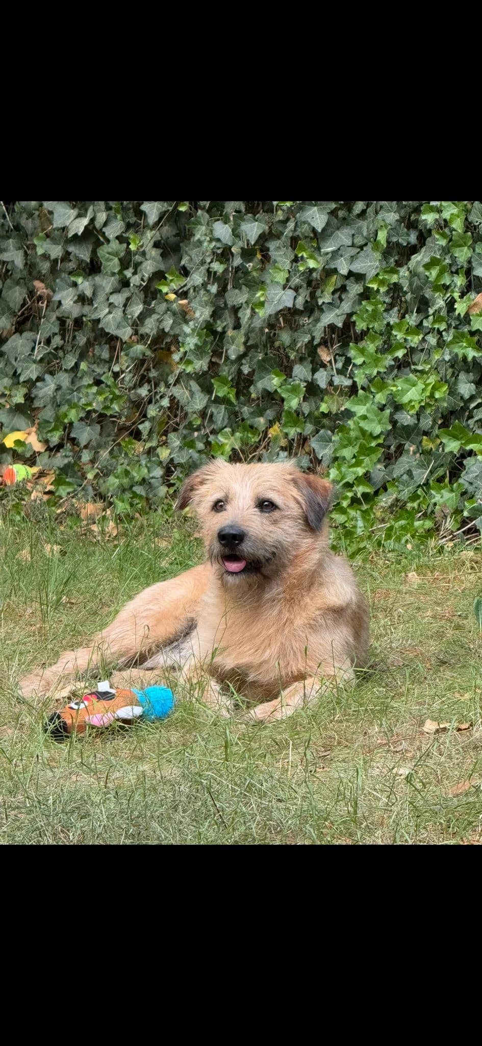 Shell, male 3yo mixed breed for adoption at Dierentehuis Zeist, AA Austerlitz