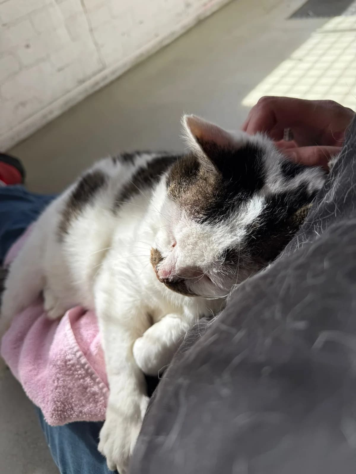 Stijn, male senior European Shorthair for adoption at Dierentehuis Zeist, AA Austerlitz