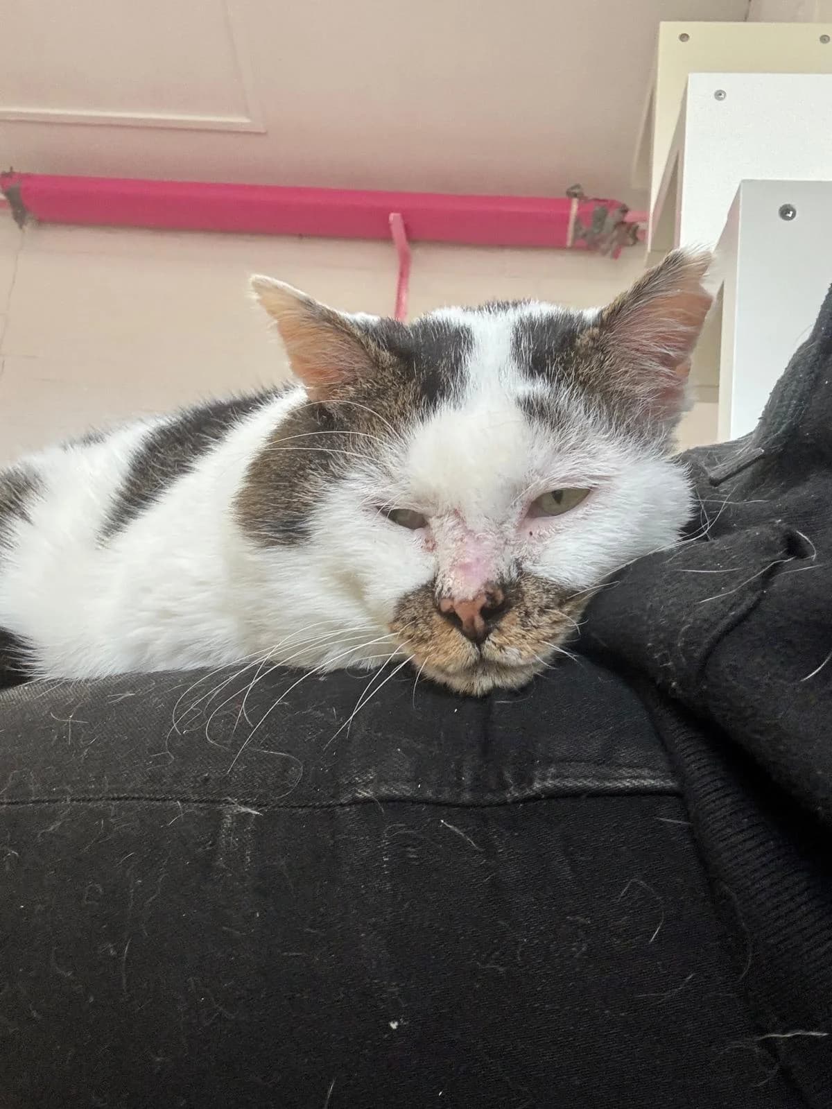 Stijn, male European Shorthair for adoption at Dierentehuis Zeist — photo 2 of 3