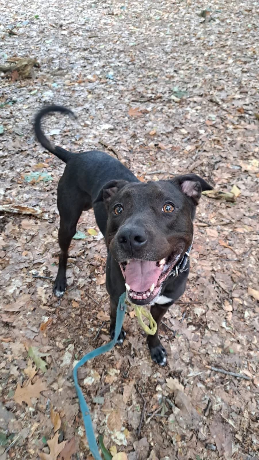 Tatta, male Border Collie for adoption at Dierentehuis Zeist