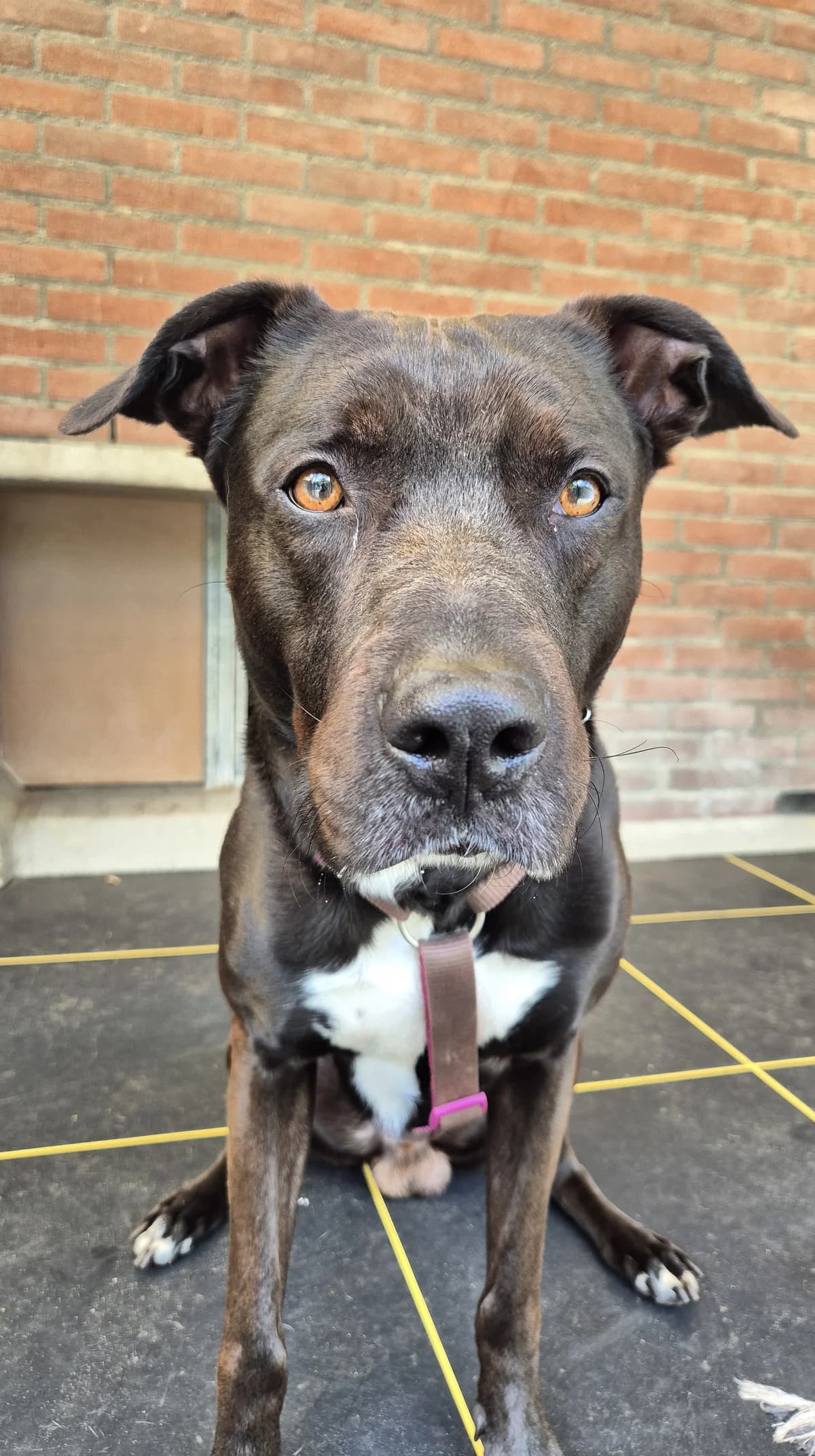 Tatta, male Border Collie for adoption at Dierentehuis Zeist — photo 2 of 4
