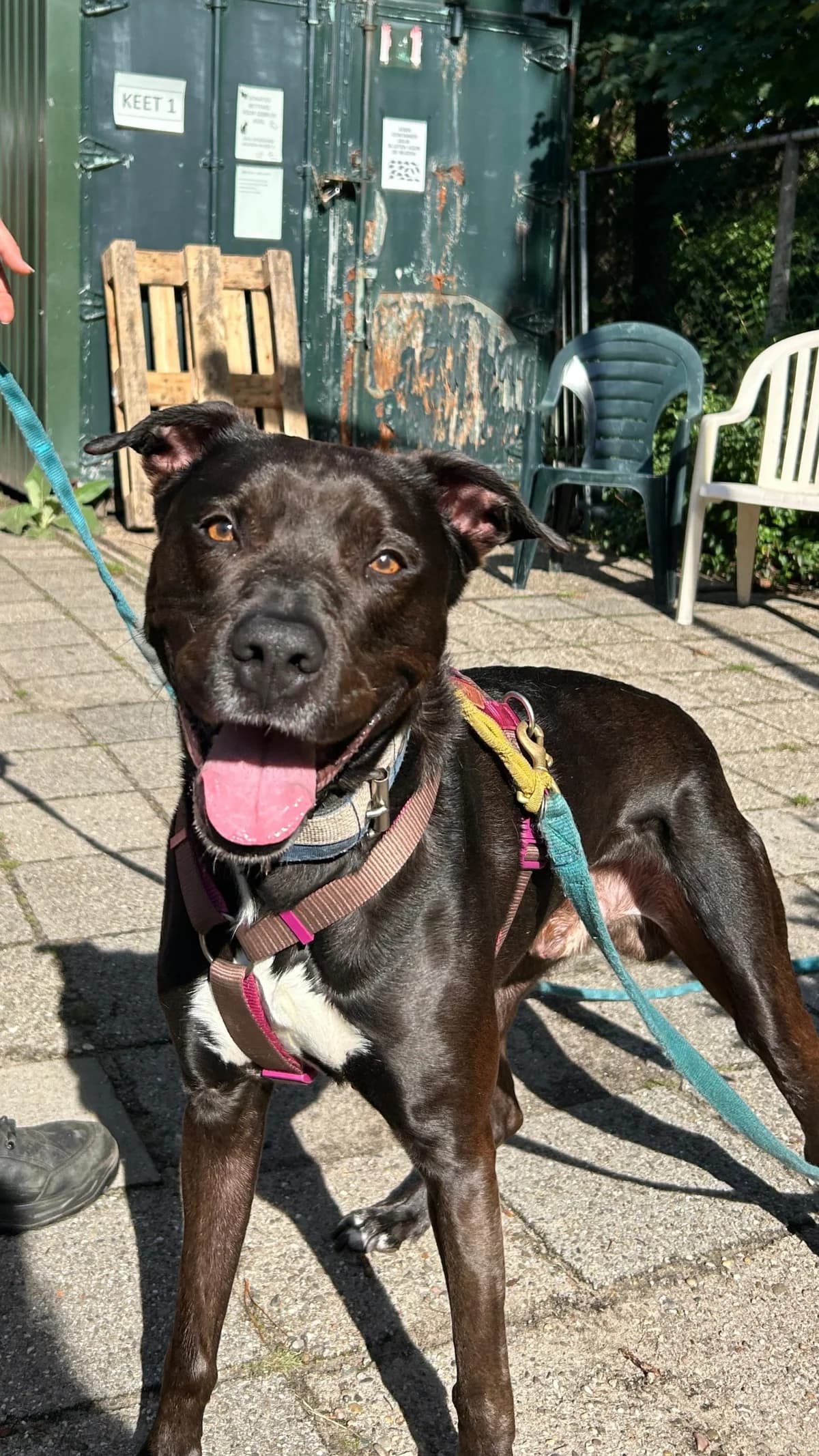 Tatta, male Border Collie for adoption at Dierentehuis Zeist — photo 3 of 4
