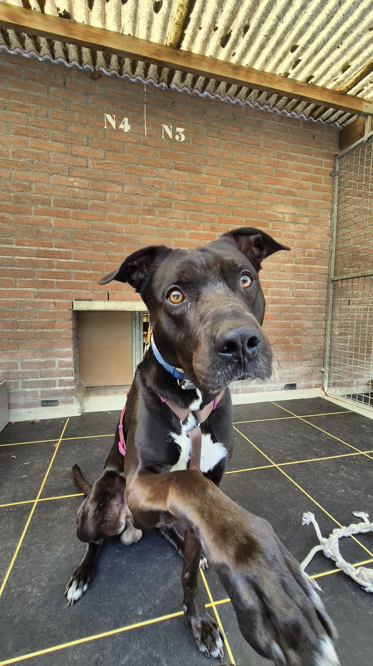 Tatta, male Border Collie for adoption at Dierentehuis Zeist — photo 4 of 4