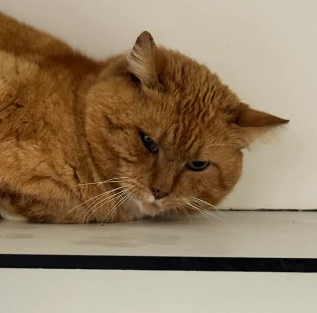 Teun, male 4yo European Shorthair for adoption at Dierentehuis Zeist, AA Austerlitz