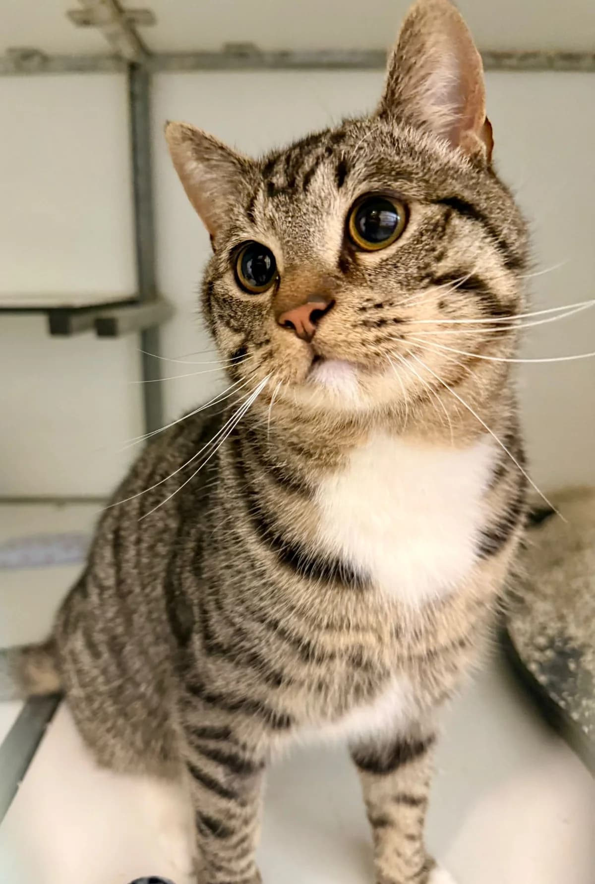 Toetie, male puppy European Shorthair for adoption at Dierentehuis Zeist, AA Austerlitz