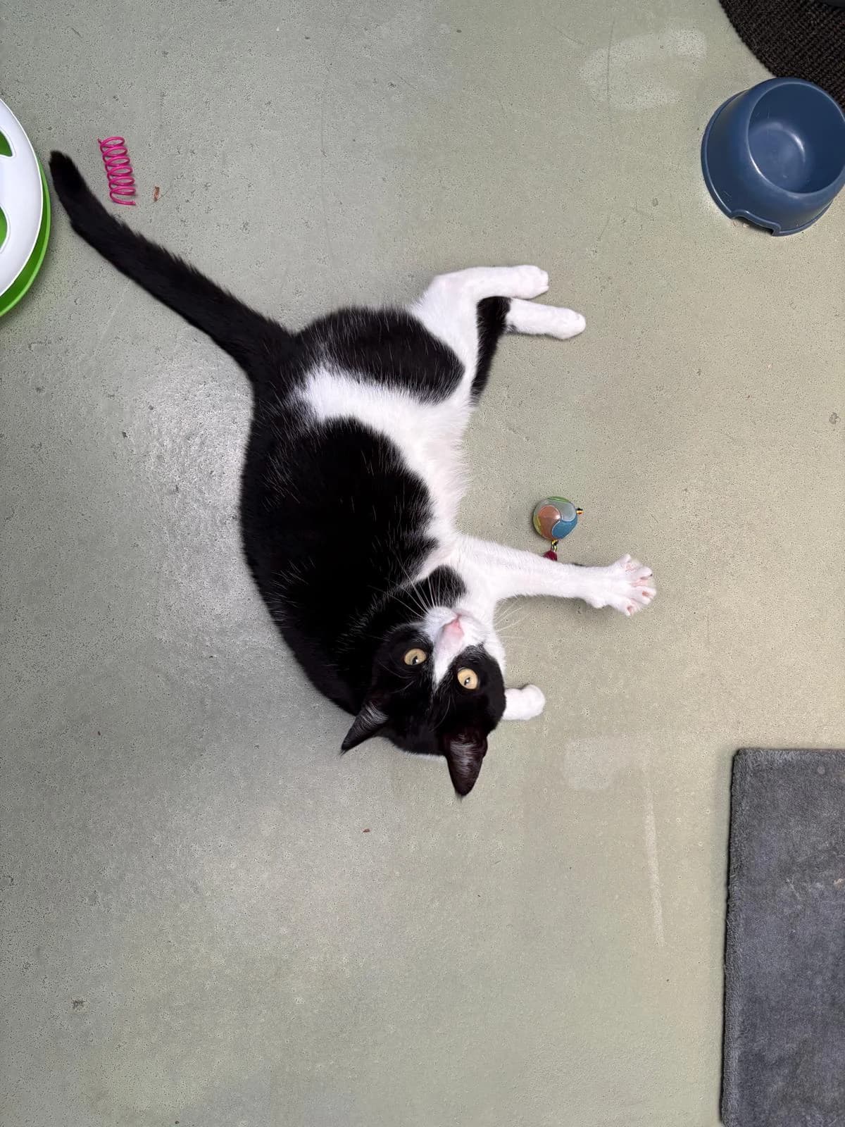 Turbo, male 5yo European Shorthair for adoption at Dierentehuis Zeist, AA Austerlitz