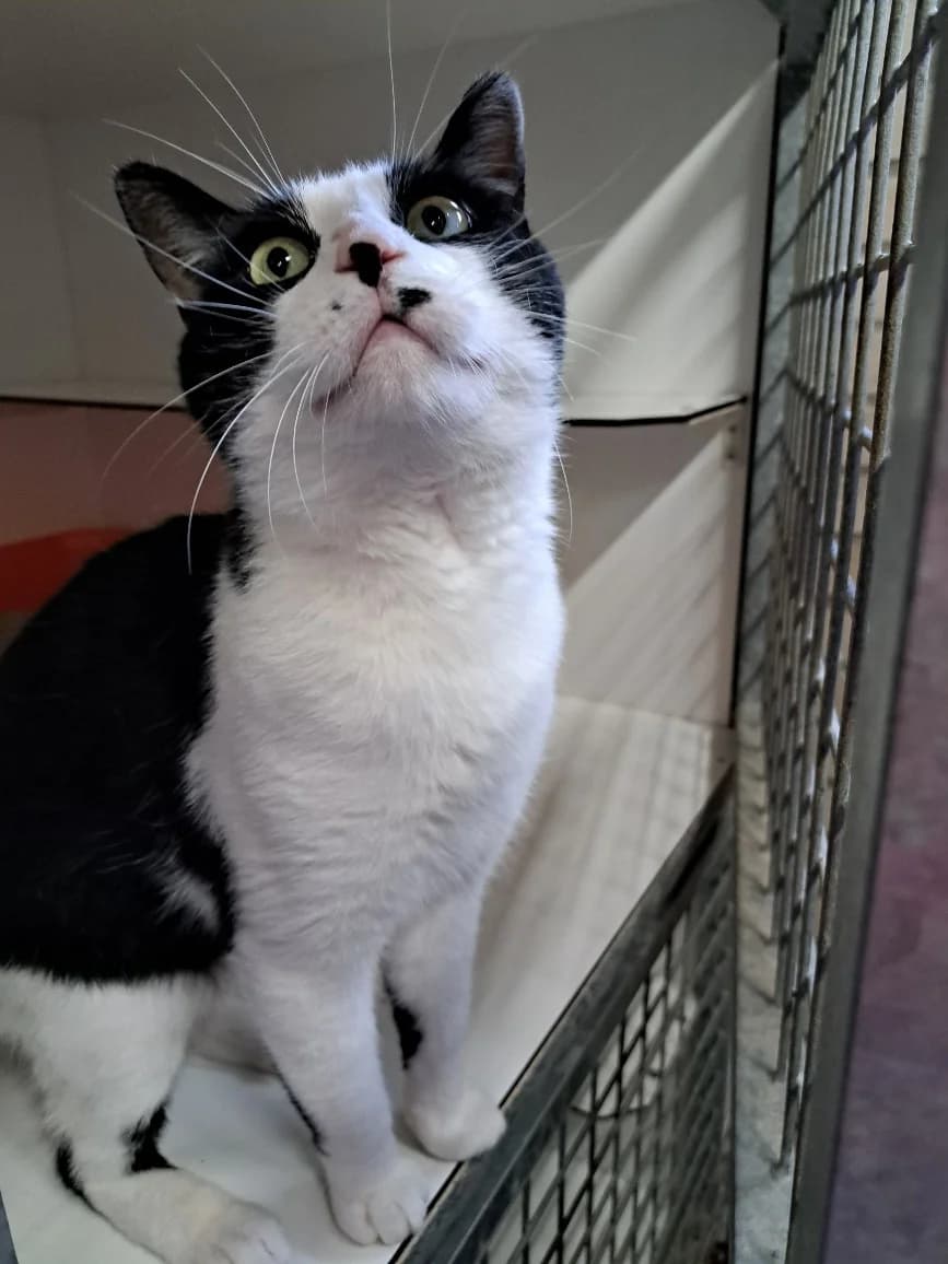 Waldo, male young European Shorthair for adoption at Dierentehuis Zeist, AA Austerlitz