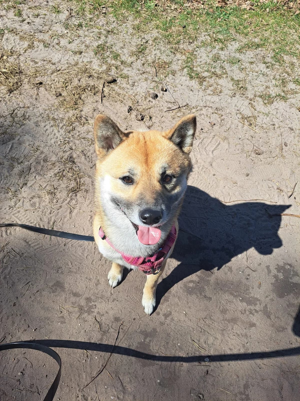 Yuki, male young Shiba Inu for adoption at Dierentehuis Zeist, AA Austerlitz