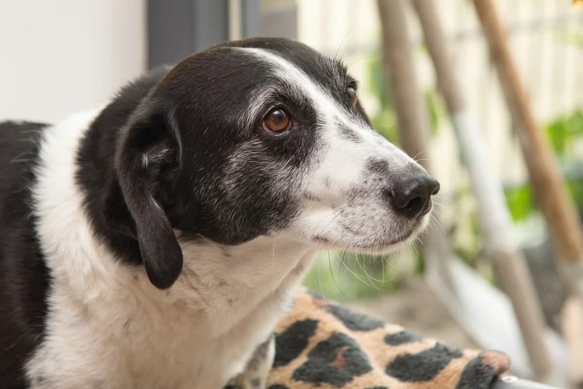 Bolt,  senior Mixed Breed for adoption at Dierenthuis Almere, Almere