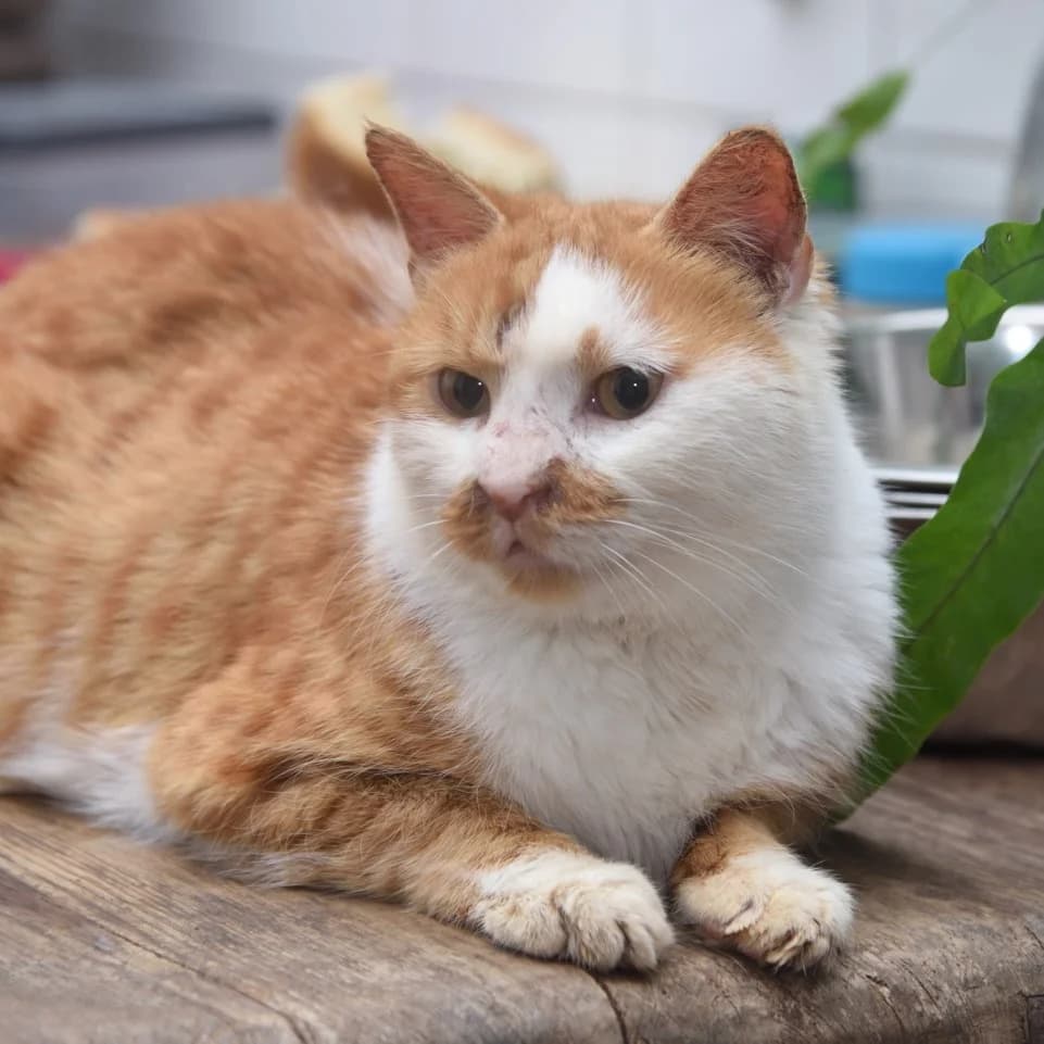 Rune,  5yo Mixed Breed for adoption at Dierenthuis Almere, Almere