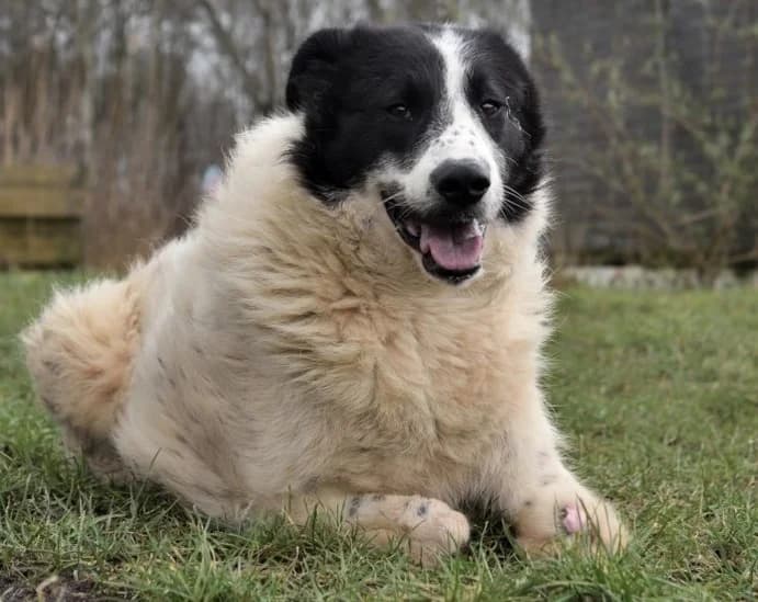 Kido,  5yo Mixed Breed for adoption at Dierenthuis Almere, Almere