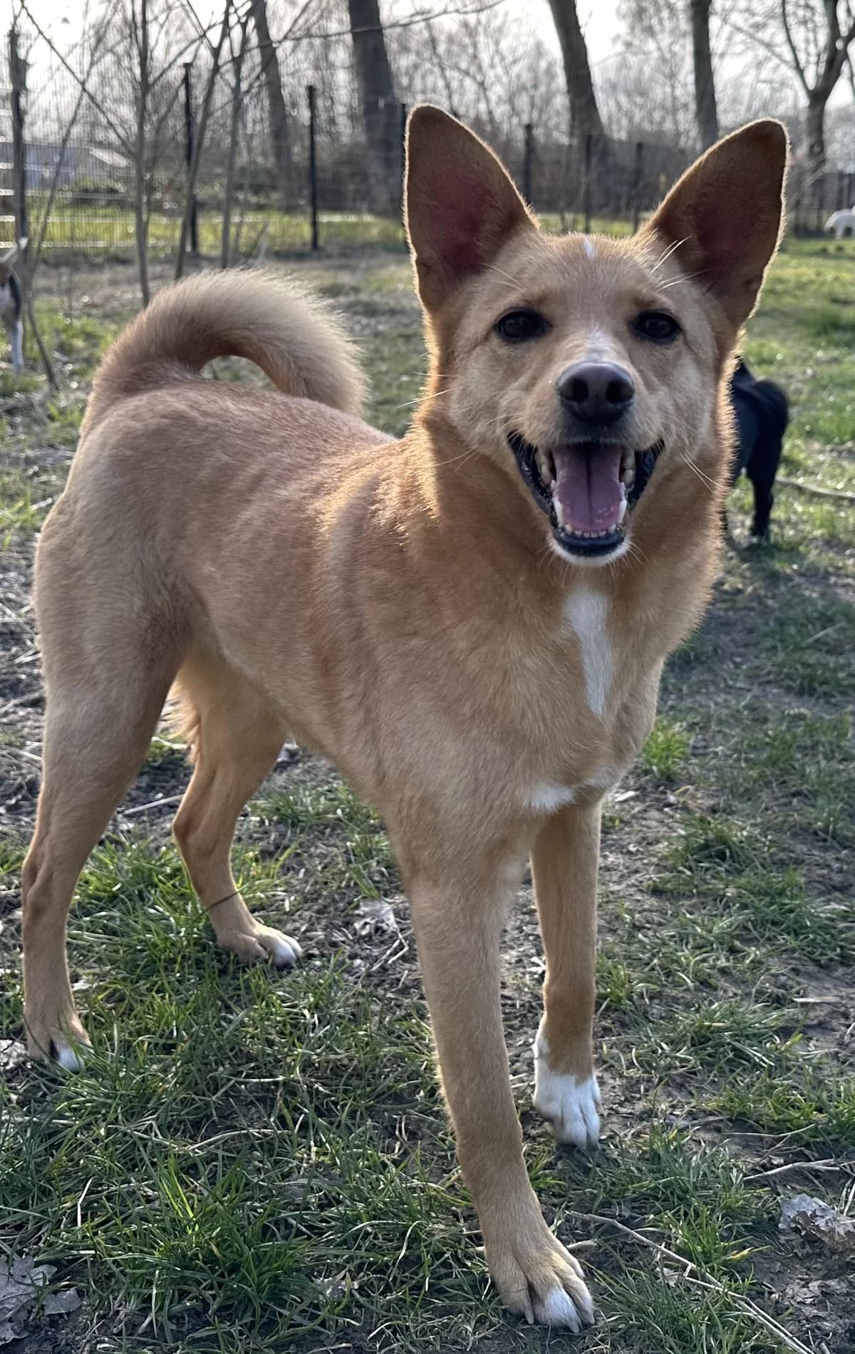 Marie,  senior Mixed Breed for adoption at Dierenthuis Almere, Almere