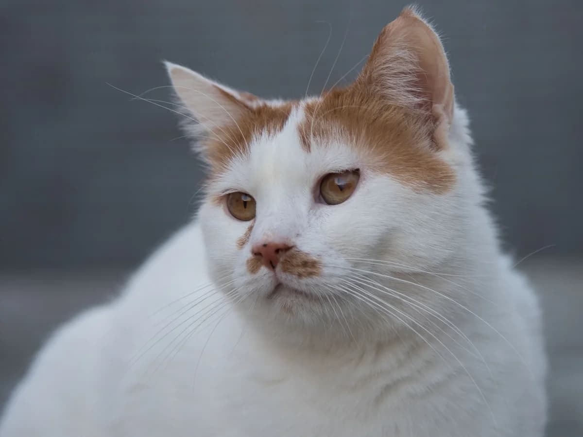 Moshmosh,  4yo Mixed Breed for adoption at Dierenthuis Almere, Almere