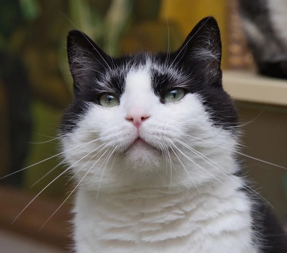 Meneer Kat,  6yo Mixed Breed for adoption at Dierenthuis Almere, Almere