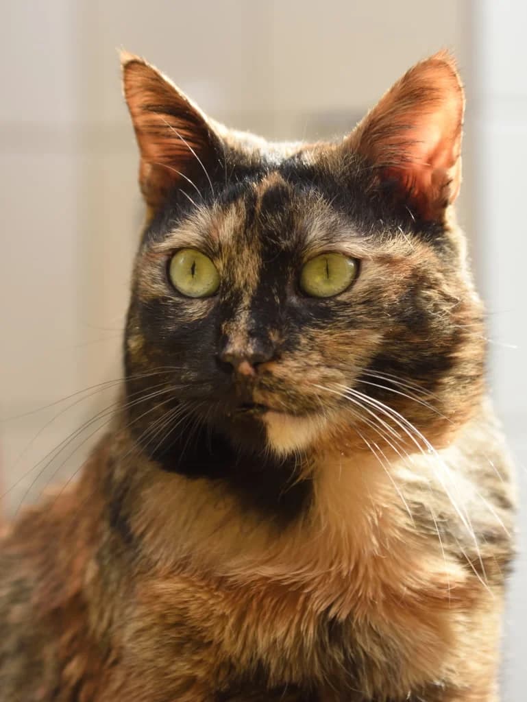 Raja,  senior Mixed Breed for adoption at Dierenthuis Almere, Almere
