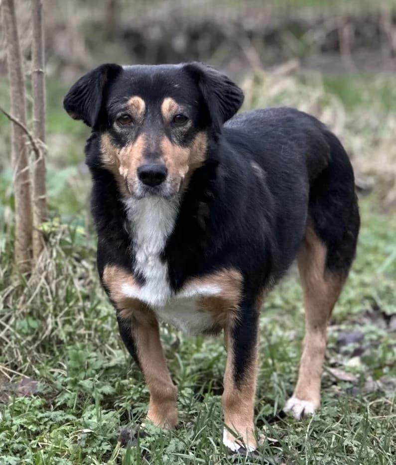 Floor,  senior Mixed Breed for adoption at Dierenthuis Almere, Almere