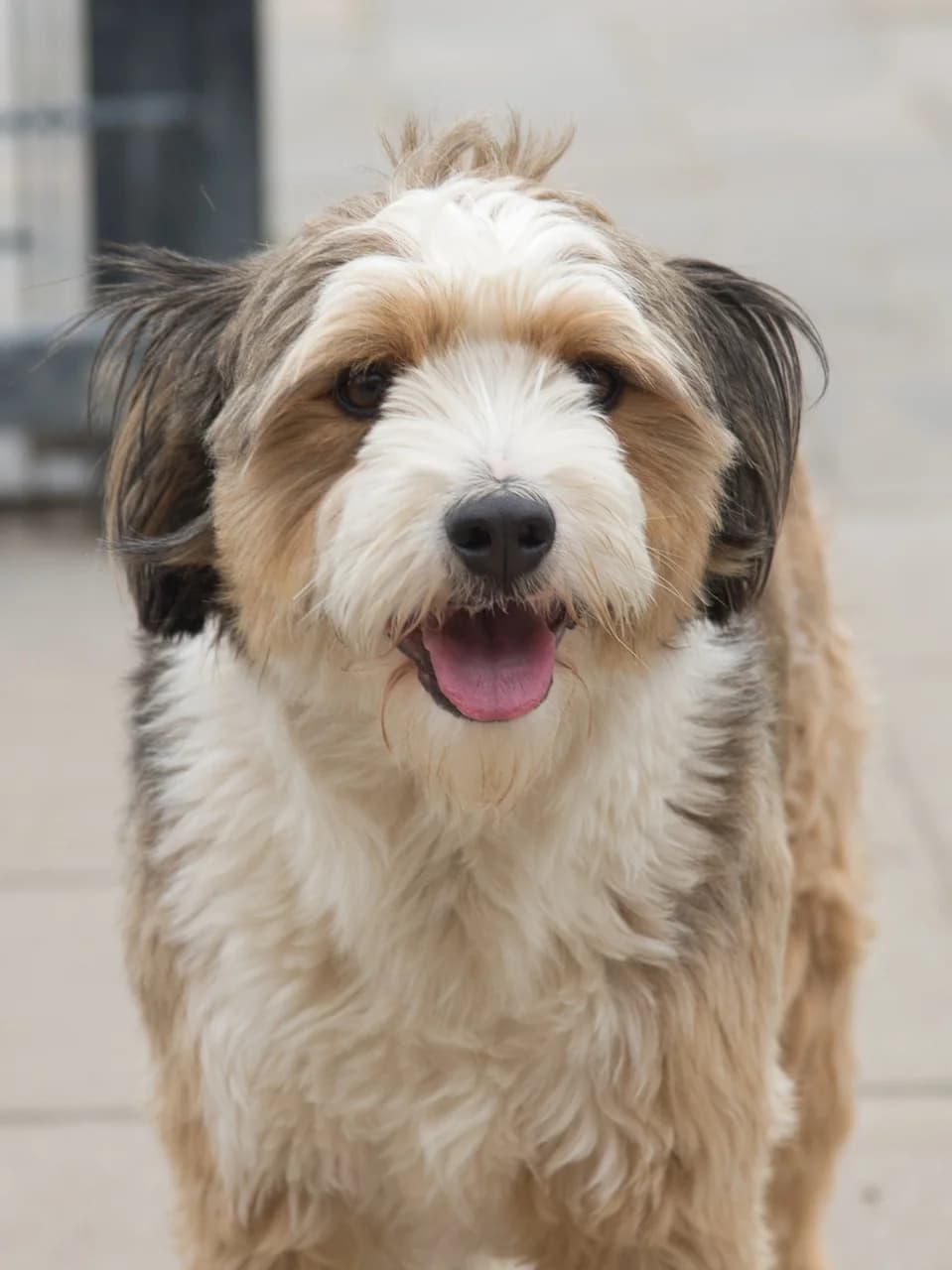 Sem, 4yo Mixed Breed for adoption at Dierenthuis Almere, Almere