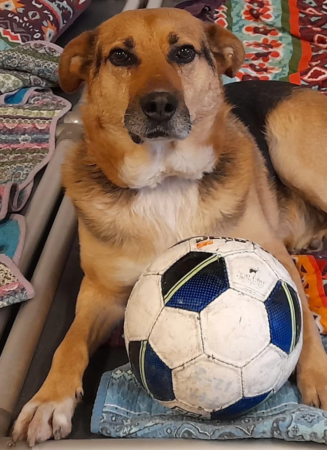 Bono,  senior Mixed Breed for adoption at Dierenthuis Almere, Almere