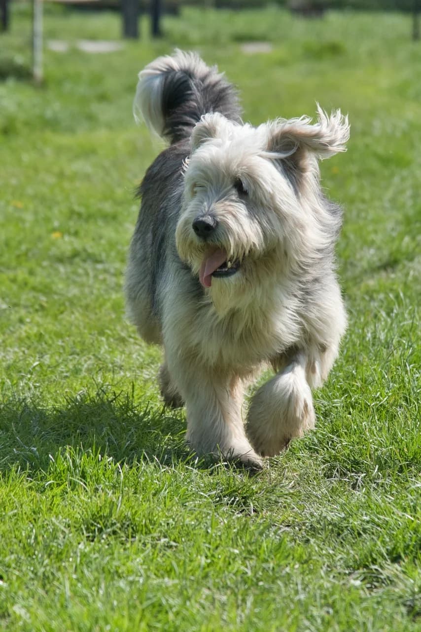 Bishan,  senior Mixed Breed for adoption at Dierenthuis Almere, Almere