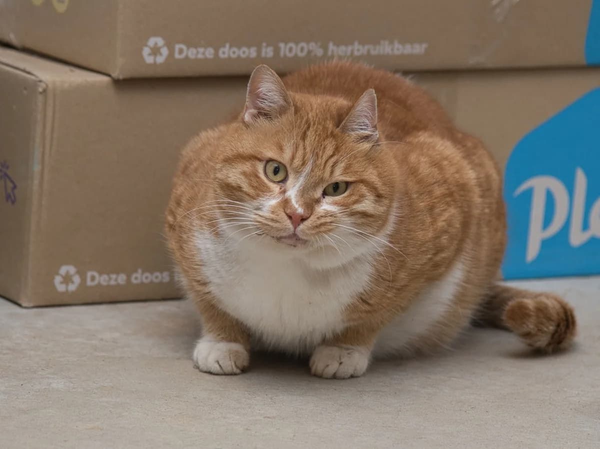 Antar,  6yo Mixed Breed for adoption at Dierenthuis Almere, Almere