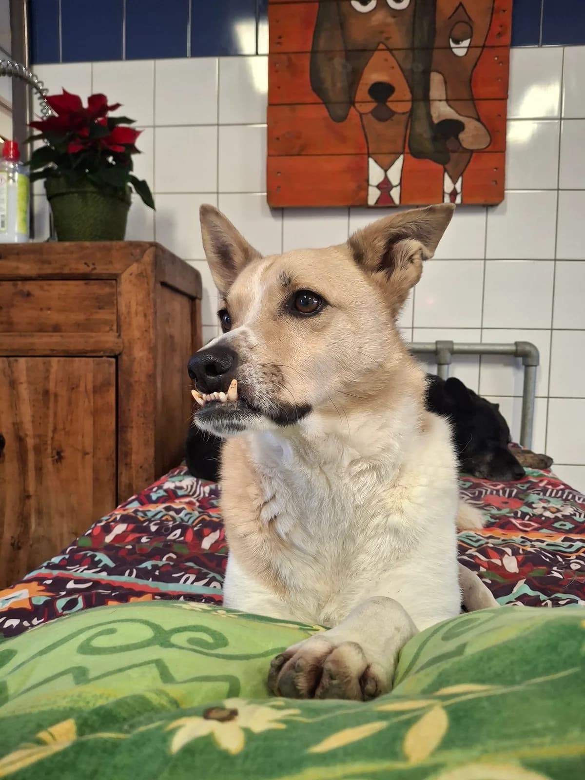 Tommy, 7yo Mixed Breed for adoption at Dierenthuis Almere, Almere