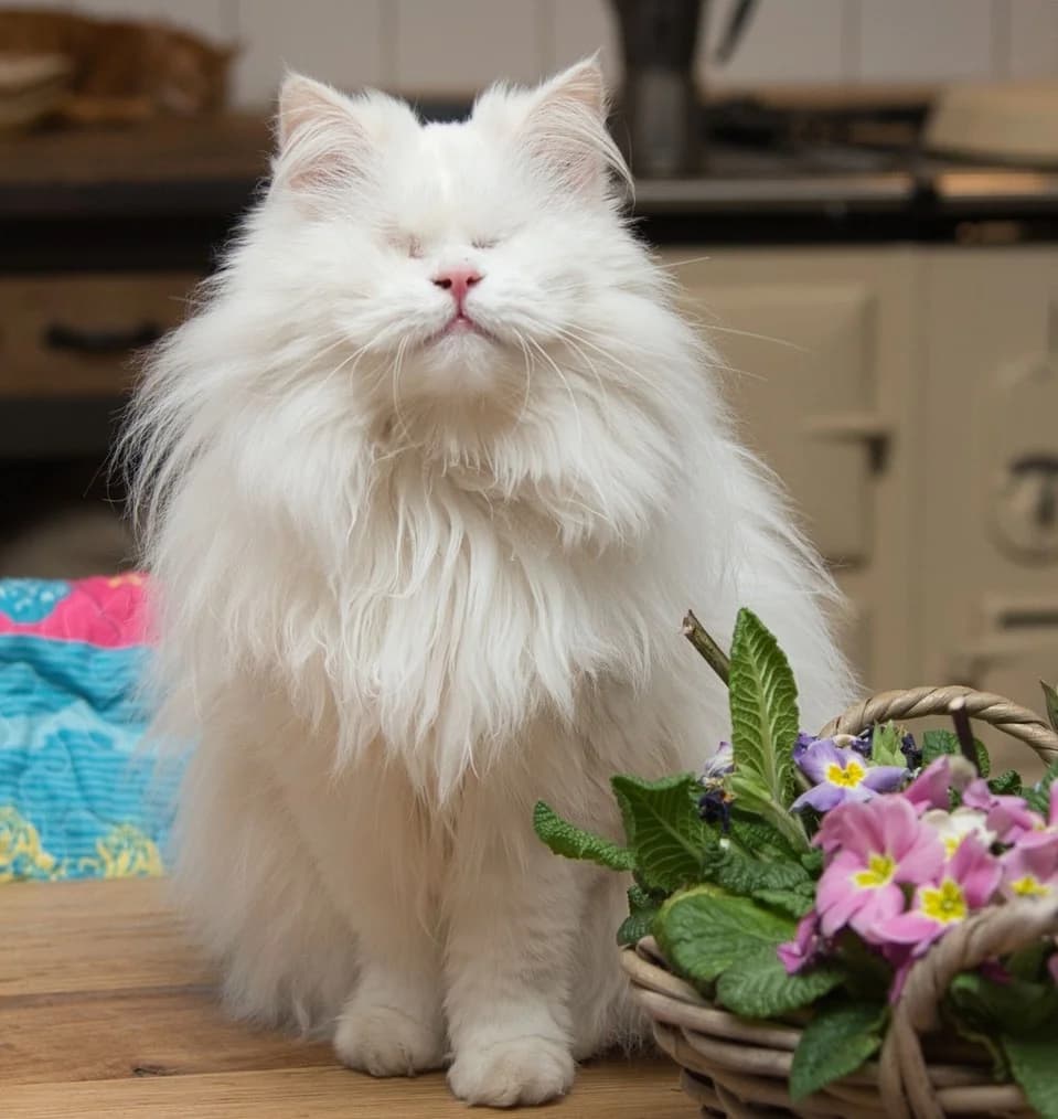 Sunbol,  3yo Mixed Breed for adoption at Dierenthuis Almere, Almere
