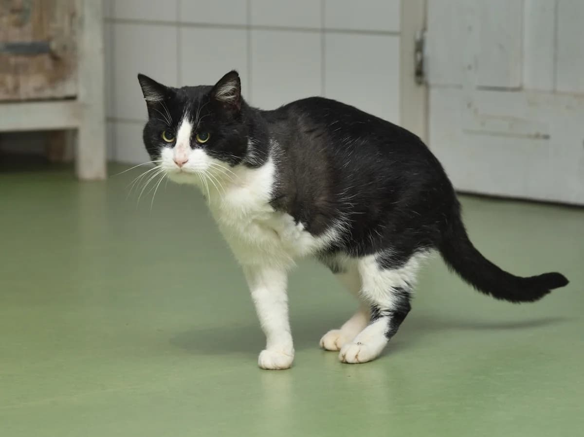Lion,  6yo Mixed Breed for adoption at Dierenthuis Almere, Almere