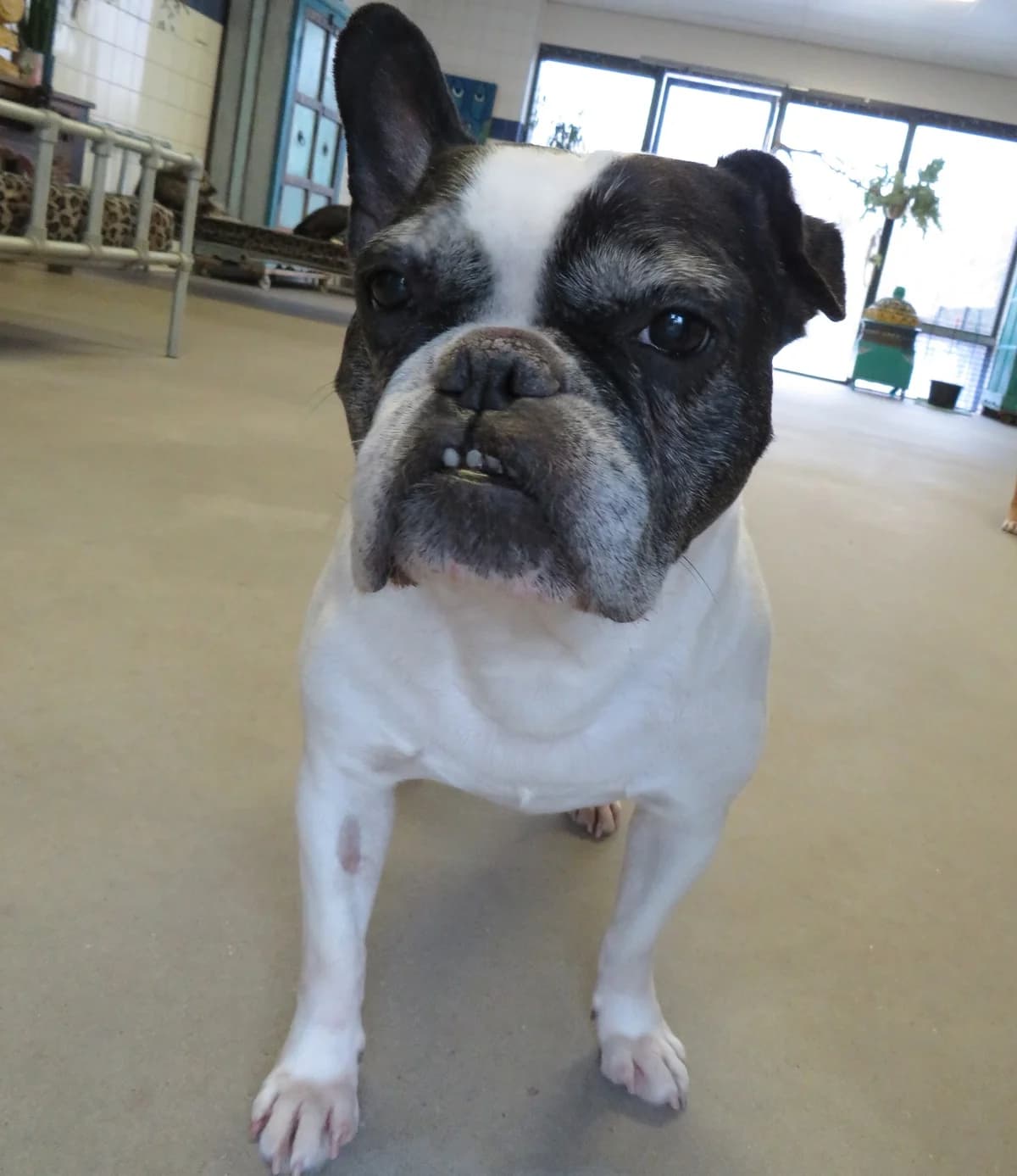 Luna, senior Mixed Breed for adoption at Dierenthuis Almere, Almere