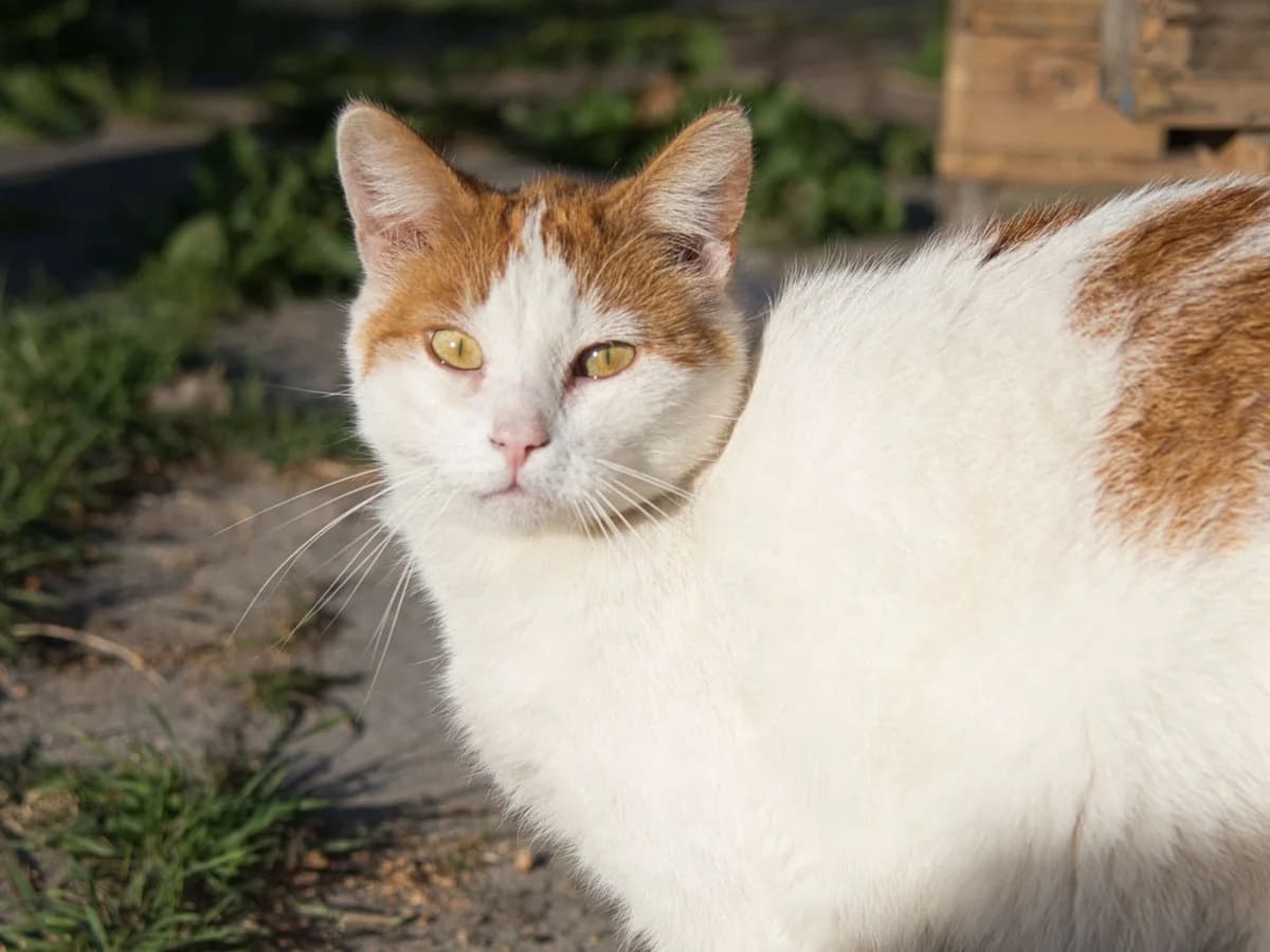 Tom,  3yo Mixed Breed for adoption at Dierenthuis Almere, Almere
