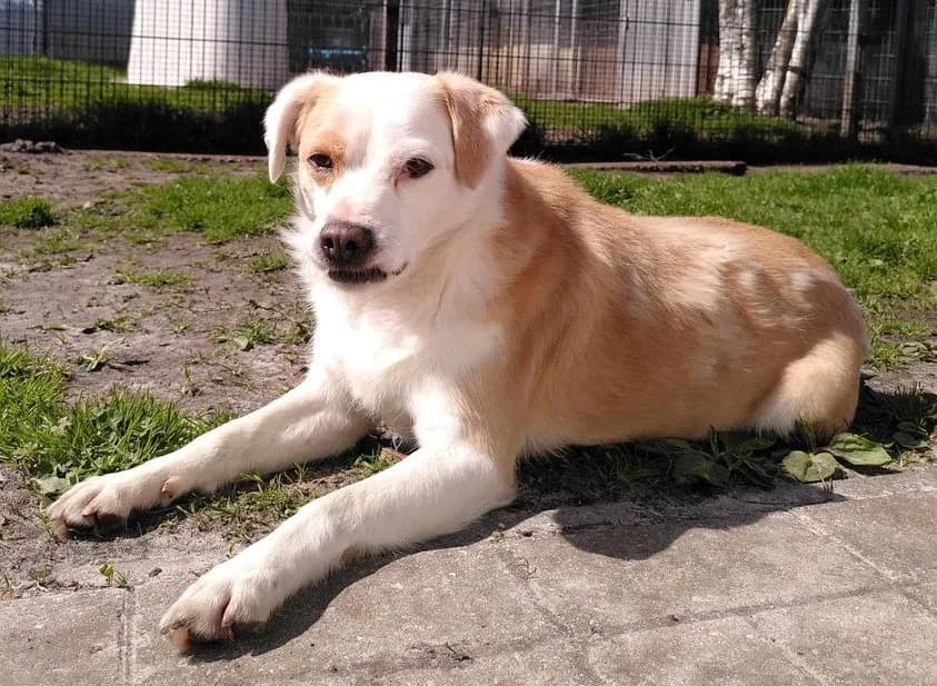 Bodhi,  senior Mixed Breed for adoption at Dierenthuis Almere, Almere