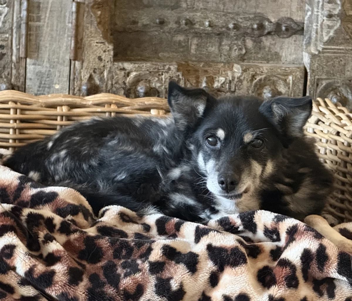 Stacey, senior Mixed Breed for adoption at Dierenthuis Almere, Almere