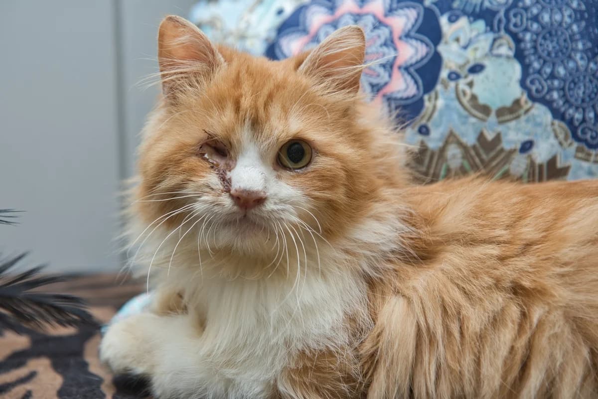 Sandy,  3yo Mixed Breed for adoption at Dierenthuis Almere, Almere