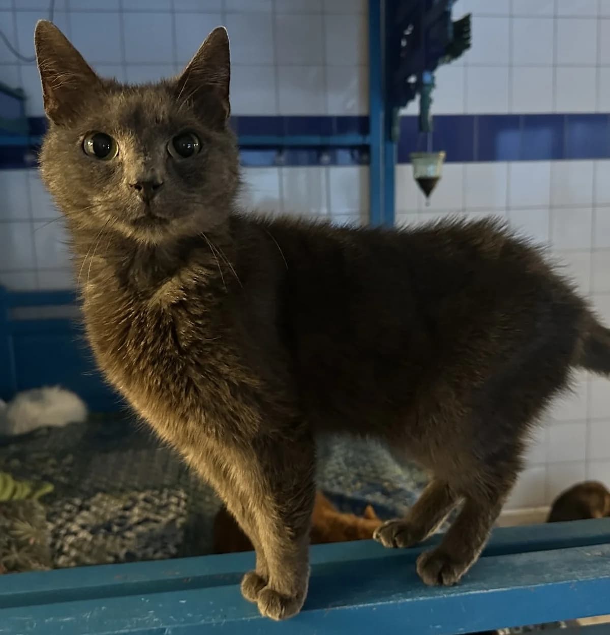 Muis,  7yo Mixed Breed for adoption at Dierenthuis Almere, Almere