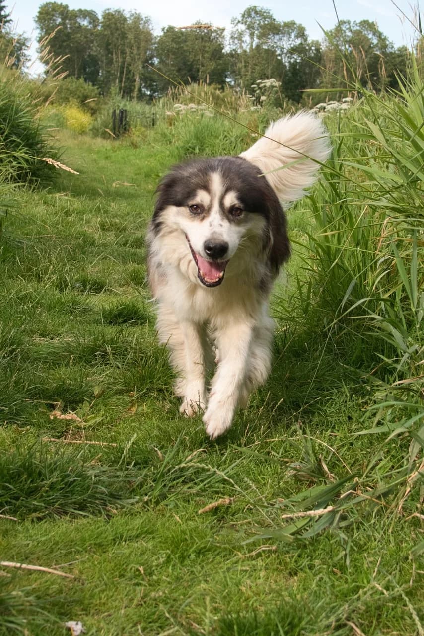 Prince, senior Mixed Breed for adoption at Dierenthuis Almere, Almere