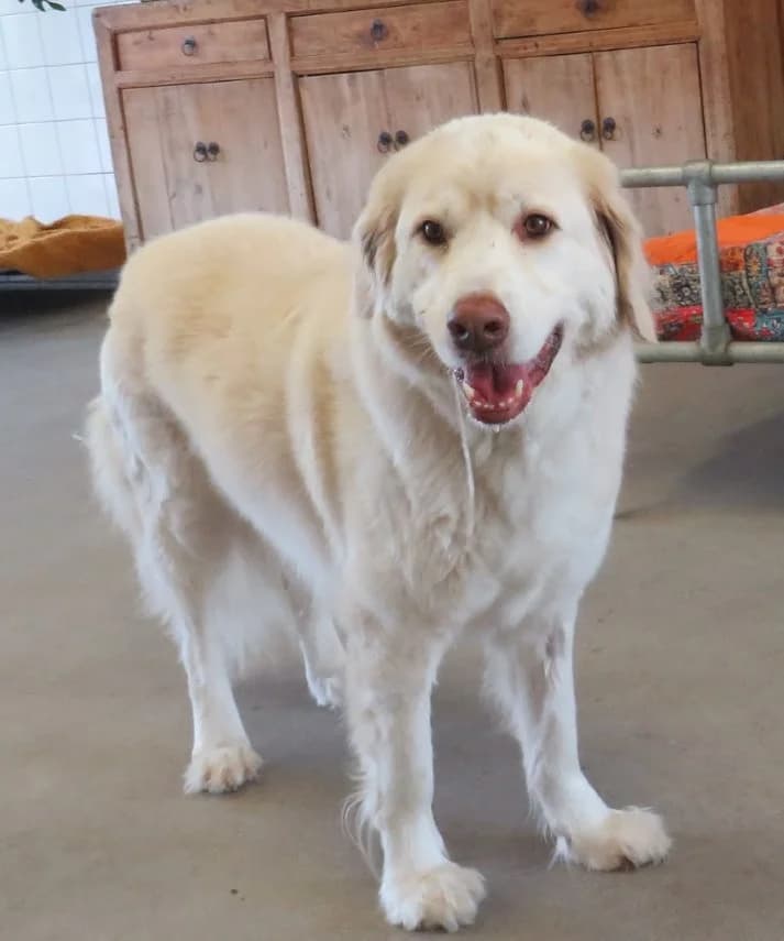 Baloo,  senior Mixed Breed for adoption at Dierenthuis Almere, Almere