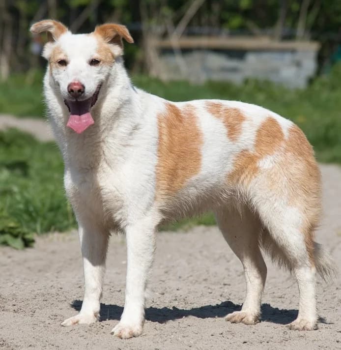 Julie,  senior Mixed Breed for adoption at Dierenthuis Almere, Almere
