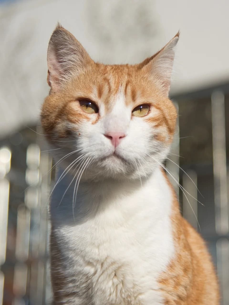 Wilfred,  4yo Mixed Breed for adoption at Dierenthuis Almere, Almere