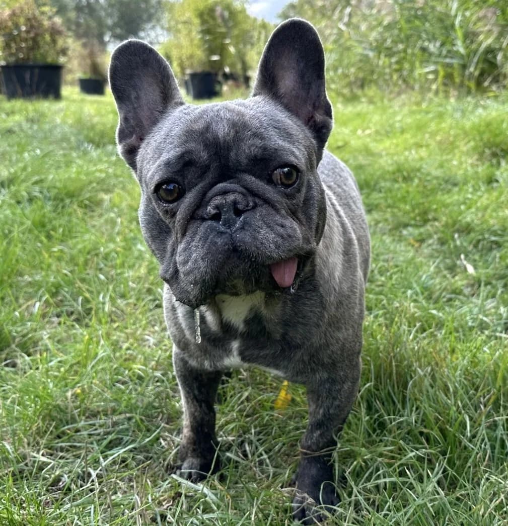 Bebe,  7yo Mixed Breed for adoption at Dierenthuis Almere, Almere
