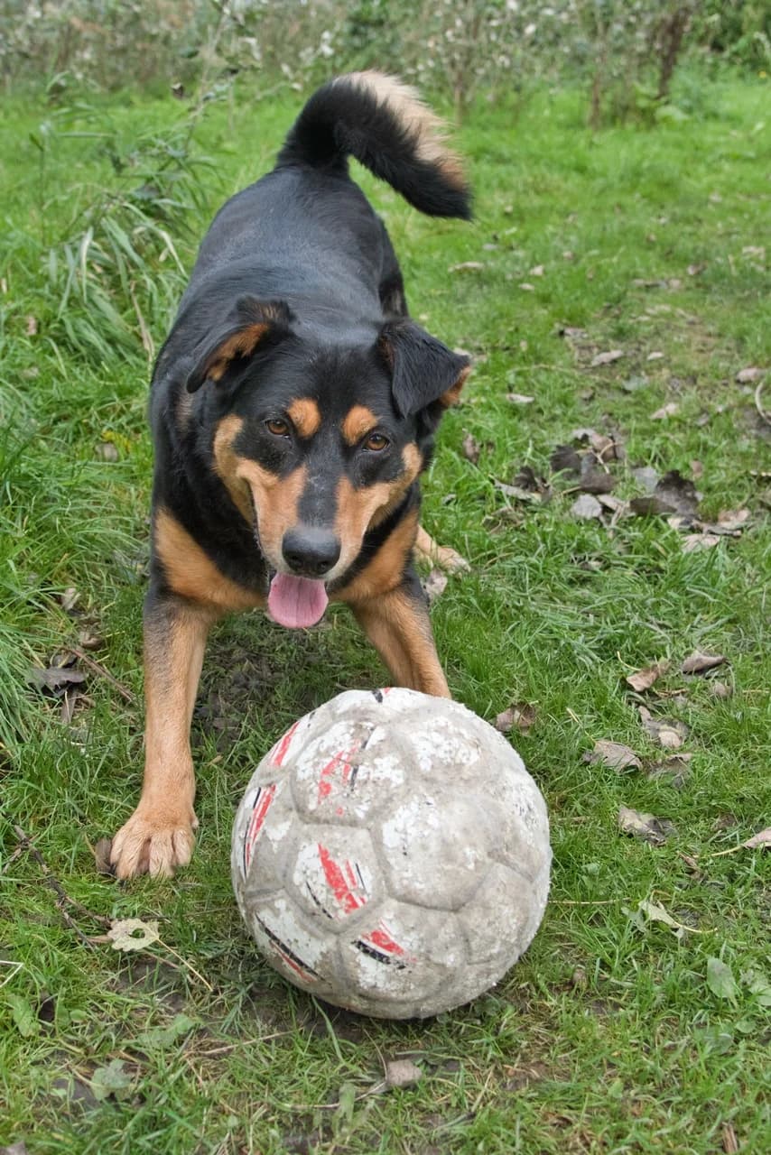 Bento,  senior Mixed Breed for adoption at Dierenthuis Almere, Almere