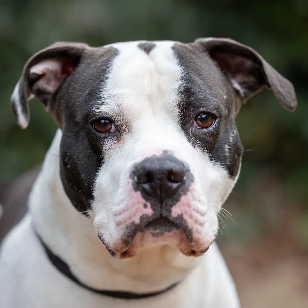Maak kennis met Boem, Zwart-wit male young Staffordshire Bull Terrier for adoption at DOA Dierenasiel Amsterdam, Amsterdam